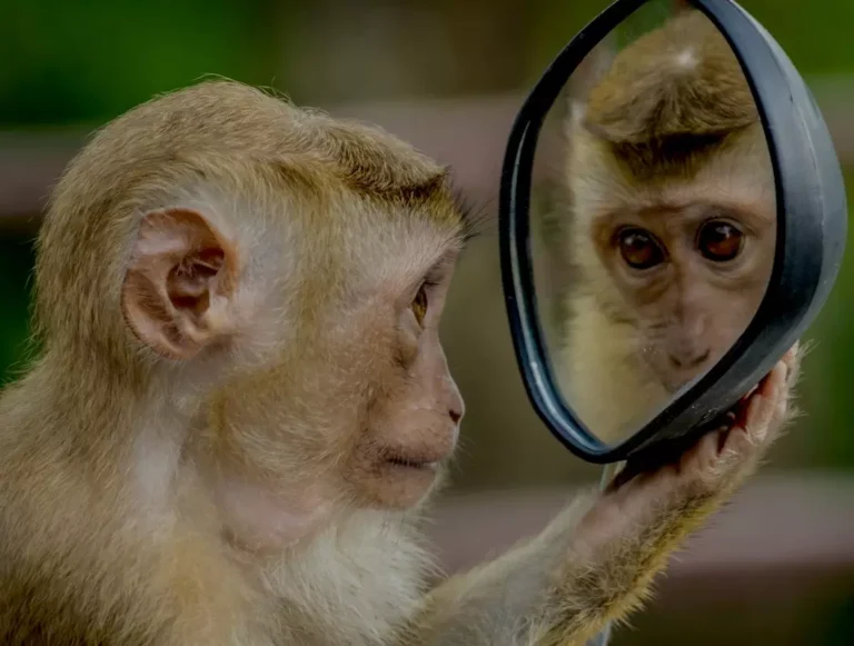 Monkey looking at mirror-andre mouton_unsplash