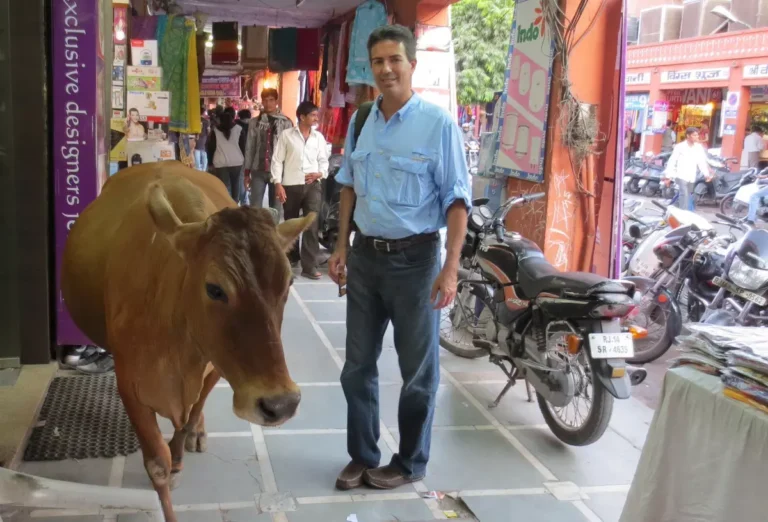 Wayne Pacelle in India with steer.